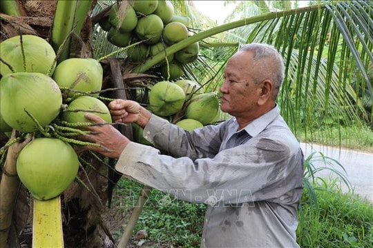 Chuyển từ trồng lúa kém hiệu quả sang dừa lãi cao gấp 3 lần