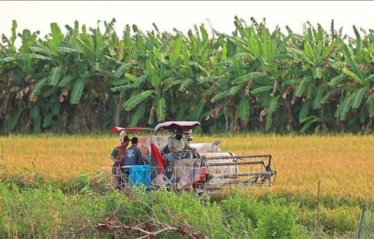 Giá lúa tăng, giá gạo giảm khi xuất khẩu chững lại