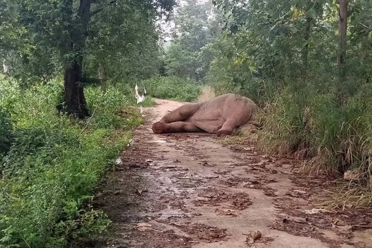 Thái Lan: Voi rừng bị điện giật nằm lăn ra đất, tiểu tiện không kiểm soát