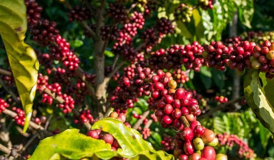 Giá cà phê hôm nay 5-10: Trong nước đang rẻ, Trung Quốc thích nhập cà phê thô