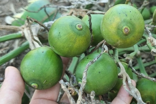 Giá cau "đảo chiều", nông dân bất ngờ vì thương lái loại bỏ cau quả tròn