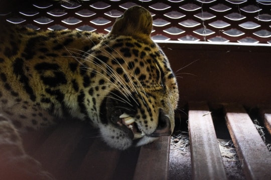 Phong tỏa cả khách sạn vì một con báo đột nhập