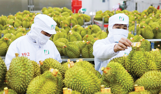 Vượt thiên tai, nông nghiệp Việt Nam tăng tốc về đích 70 tỷ USD