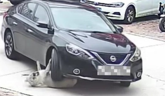 Bị ô tô cán trúng, chú chó nặng 64kg vẫn sống sót khiến bác sĩ sốc nặng