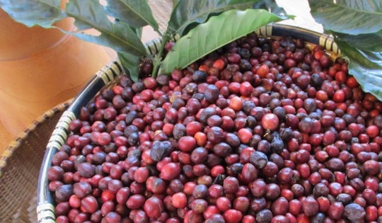 Giá cà phê hôm nay 6-10: Tuần mới có tăng?