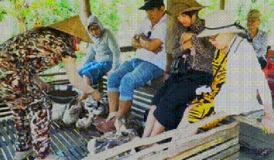 VIDEO: Thú vị trải nghiệm “massage vịt” có một không hai ở miền Tây