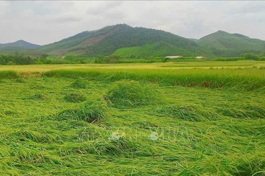 Hoàn lưu bão số 11 và mưa lũ làm 9.480 ha lúa, hoa màu thiệt hại, 1.608 nhà bị cô lập
