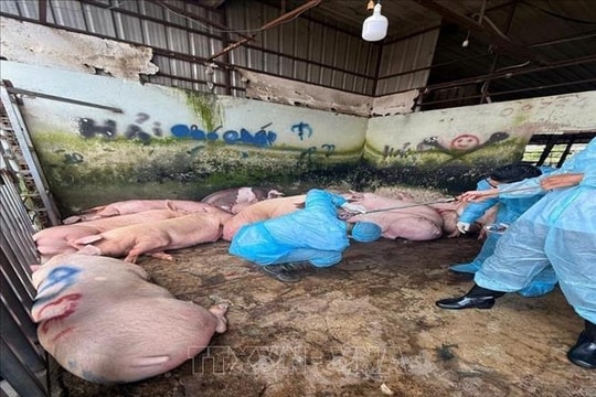 Phát hiện 89 con lợn trong lò mổ ở Đồng Nai dương tính với chất cấm