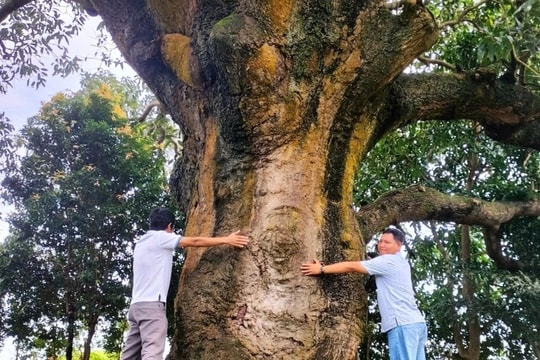 Cây xoài hơn 300 tuổi vẫn sống xanh tốt ở vùng nước mặn