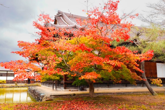 Chọn thời điểm đi Nhật Bản ngắm lá vàng, lá đỏ đẹp