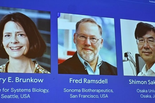 Khám phá tế bào T - 'vệ sĩ an ninh' của hệ miễn dịch