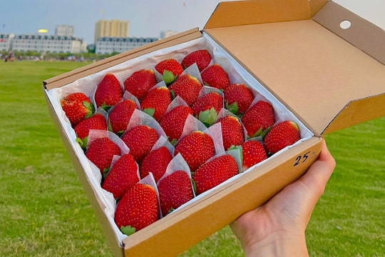 5 món ăn giàu vitamin C giúp giảm axit uric