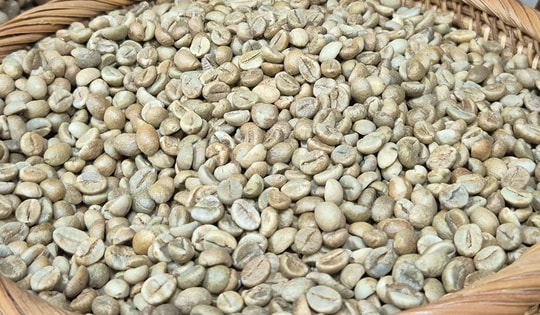 Giá cà phê hôm nay 7-10: Đồng loạt giảm sau những kỷ lục khó tin