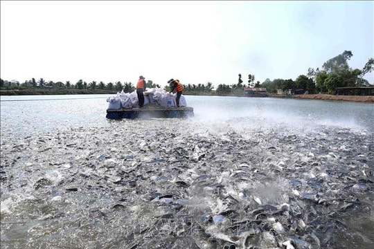 Nuôi trồng thủy sản của An Giang tăng 10,8%
