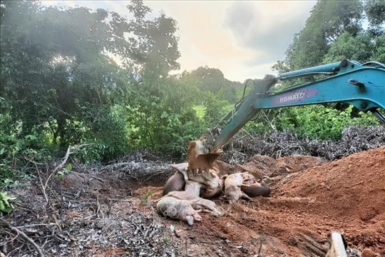 Cấp bách ngăn chặn cúm gia cầm H5N1 và dịch tả lợn châu Phi lây lan