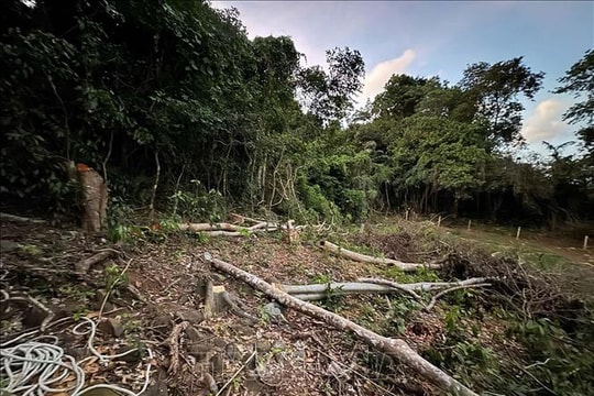 Thành phố Hồ Chí Minh: Xác minh rừng tự nhiên bị chặt hạ tại Côn Đảo