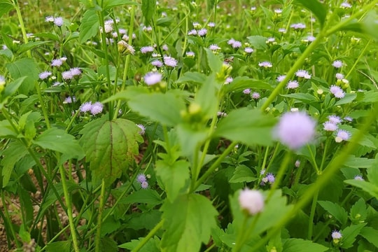 Tìm đủ cách giảm ho khi trái gió trở trời