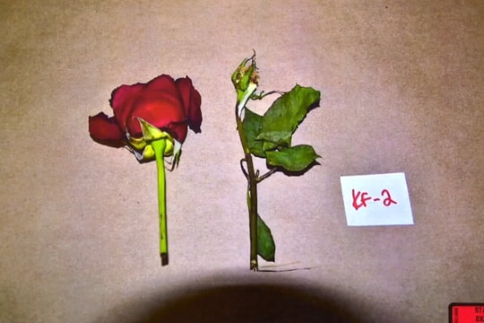 Bí ẩn sau những cánh hồng đỏ ở hiện trường án mạng