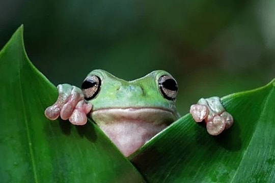 Nhập viện vì nuốt 8 con nhái sống để chữa đau lưng