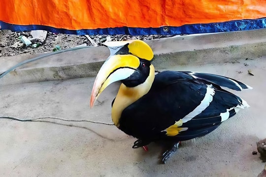 Chim hồng hoàng quý hiếm lạc vào nhà dân