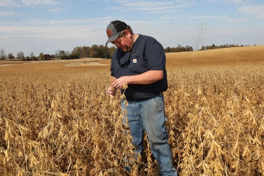 Nông dân trồng đậu nành Mỹ bất an vì Trung Quốc quay lưng