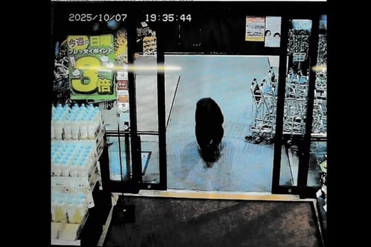 Gấu xông vào siêu thị tấn công người