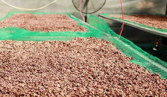 Giá cà phê hôm nay 8-10: Giảm mạnh, doanh nghiệp Việt lép vế cuối vụ