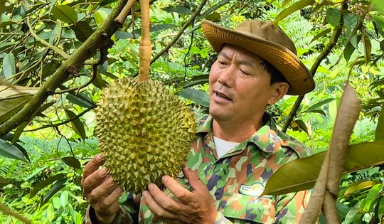 Giá sầu riêng hôm nay 8-10: Vượt 100.000 đồng/kg, nhà vườn trúng lớn