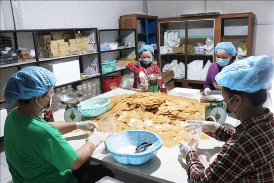 Đột phá kinh tế tập thể tại Cà Mau trong nông nghiệp hiện đại