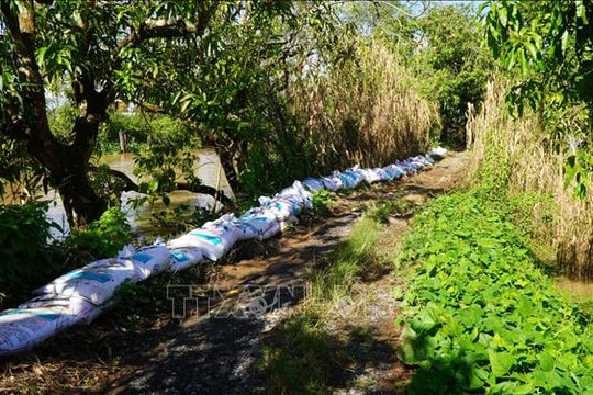 Đồng Tháp gia cố đê bao xung yếu ứng phó với triều cường dâng cao