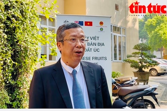 Bưởi Việt vào Australia là tiền đề quan trọng để mở rộng thị trường xuất khẩu