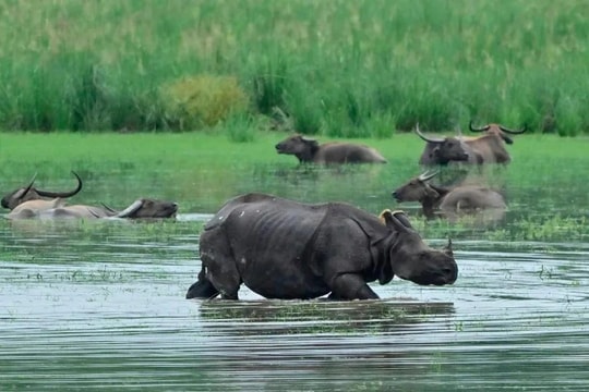 Lũ lụt nhấn chìm công viên Ấn Độ, voi và tê giác tháo chạy