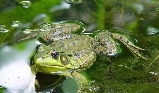 Cụ bà nuốt 8 con ếch sống để chữa đau lưng và cái kết