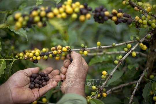 Thuế quan Mỹ tác động mạnh đến xuất khẩu cà phê của Brazil