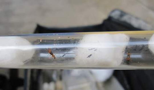 Đang dọn vườn, người đàn ông 58 tuổi bị con vật nhỏ xíu "tấn công" ngất xỉu