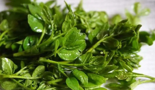 Cây xưa chỉ lấy quả, nay hái lá non kiếm bộn tiền