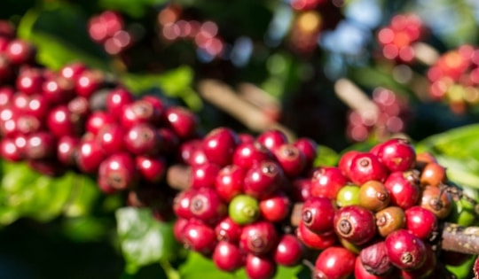 Giá cà phê hôm nay 10-10: Tăng mạnh rồi đi lùi