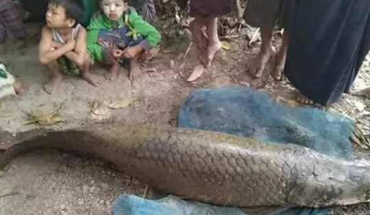 Người đàn ông bắt được cá hải tượng long dài 2m, giá 3,4 tỷ đồng trong ao chùa
