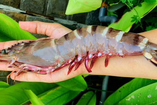 Xuất khẩu thủy sản có thể đạt 11 tỷ USD năm nay