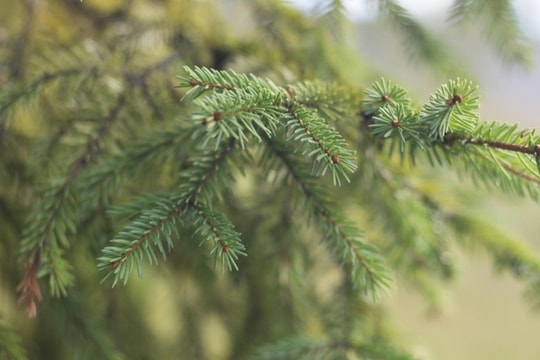 Cây lá kim có thể hé lộ mỏ vàng dưới lòng đất