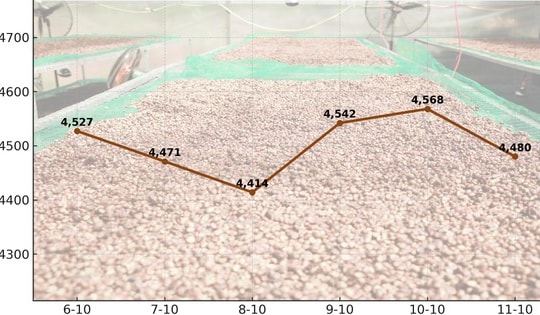 Giá cà phê hôm nay 11-10: Chốt tuần giảm, xuất khẩu cà phê toàn cầu ra sao?
