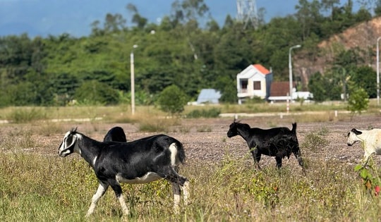 Cụm công nghiệp trăm tỉ ở Đà Nẵng "đứng bánh" vì vướng giá đất