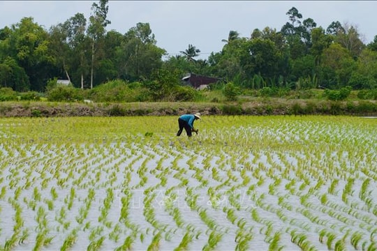 Nông dân thu lợi hàng trăm triệu đồng từ mô hình lúa-tôm hữu cơ xen canh