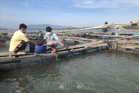 Phát triển bền vững nghề nuôi biển - Bài cuối