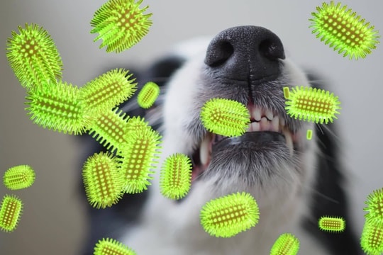 Virus dại phát tác bao lâu sau khi bị cắn?