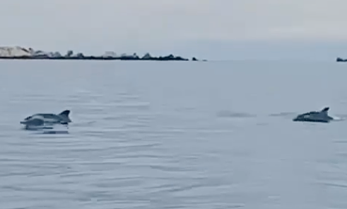 Đàn cá heo xuất hiện ở biển Lâm Đồng
