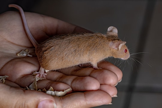 Những tình huống bị động vật cắn dở khóc dở cười