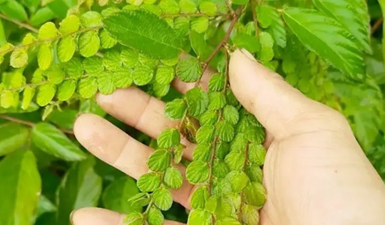 Cây mọc dại người Việt "thờ ơ", nước ngoài hái lá khô đem bán kiếm bộn tiền