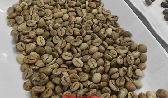 Giá cà phê hôm nay 13-10: Mỹ tăng mua đột biến, giá cà phê có tăng trở lại?