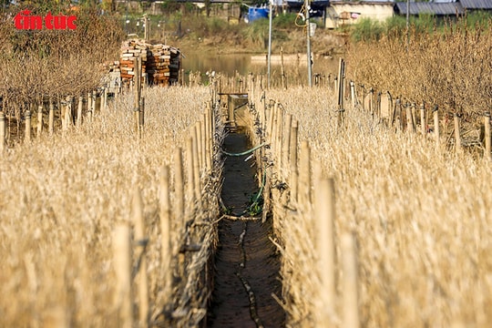 Làng hoa Nhật Tân xơ xác sau lũ, người trồng cúc họa mi trắng tay